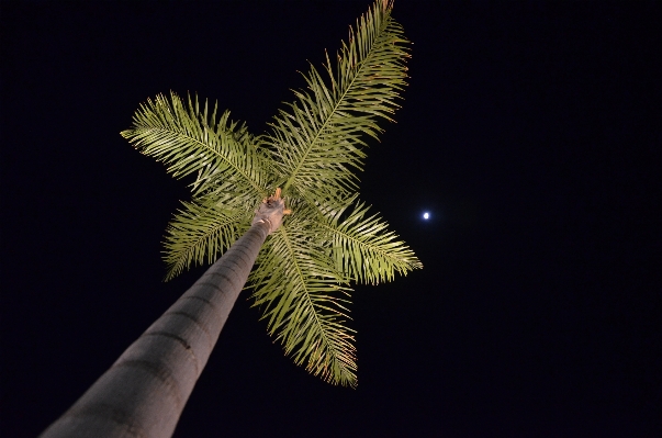 Tree branch plant palm Photo