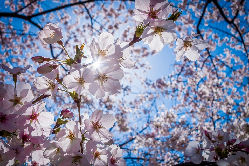 Albero ramo fiore pianta