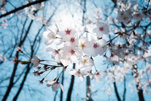 Tree branch blossom plant Photo