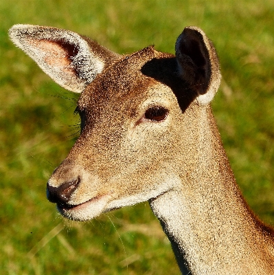 Animal wildlife deer fur Photo