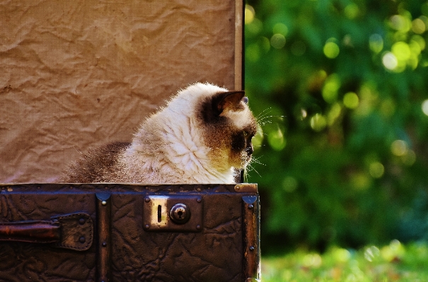 Foto Pelle antico gattino gatto