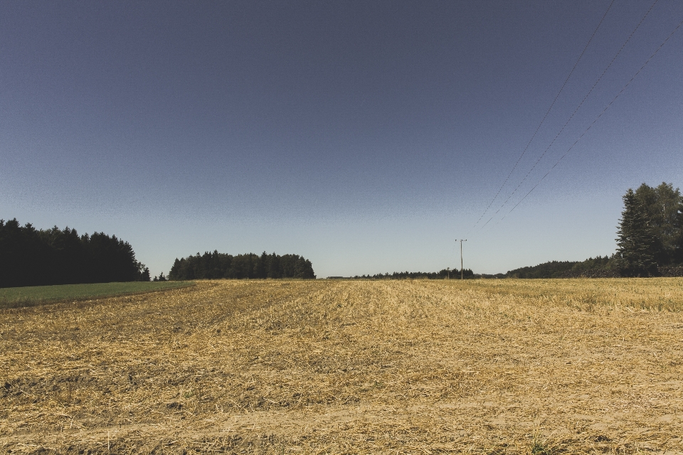 Paesaggio albero natura erba