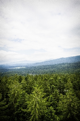 Landscape tree nature forest Photo