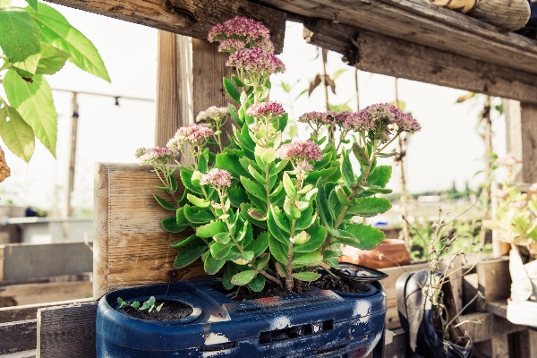 Plant flower harvest backyard Photo