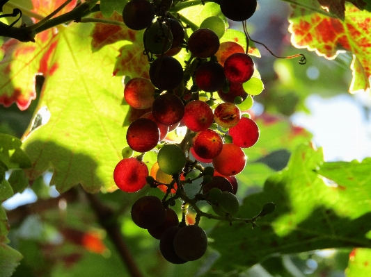 Branch plant sun grape Photo