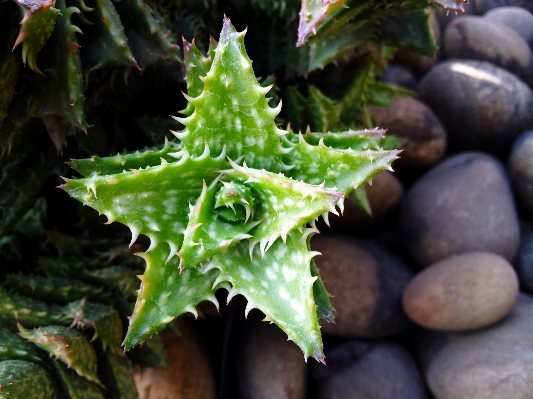 Cactus plant star leaf Photo