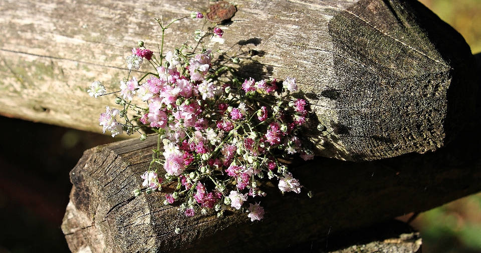 Nature blossom plant photography