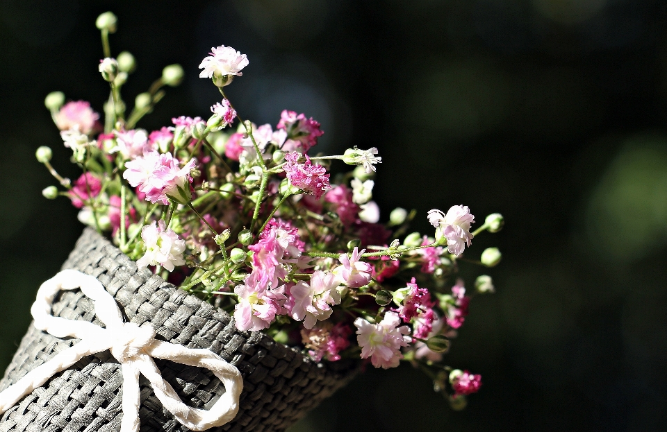 Nature branch blossom plant