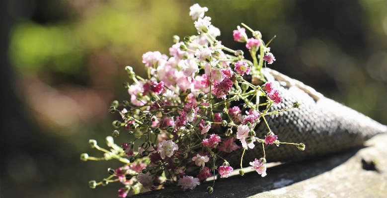 Nature branch blossom plant Photo