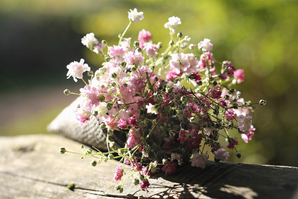 Nature branch blossom plant Photo