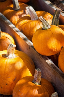 Foto Azienda agricola autunno celebrazione decorazione