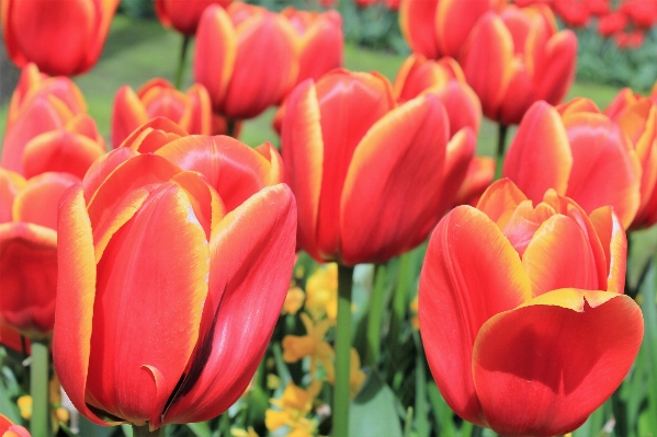 Foto Pianta fiore petalo tulipano