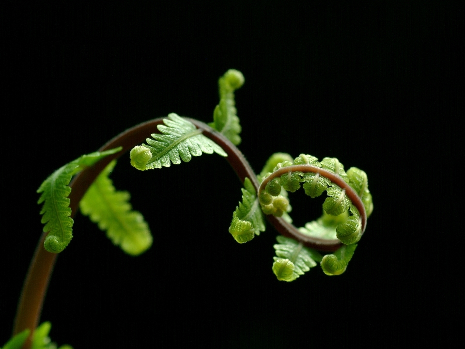 Albero natura pianta foglia