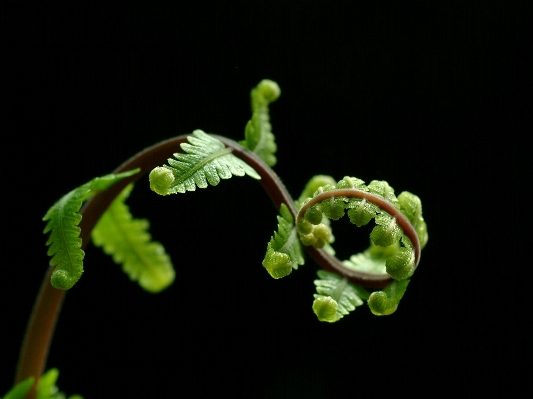 Tree nature plant leaf Photo