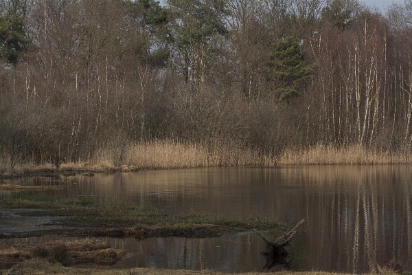 Photo Paysage arbre eau nature