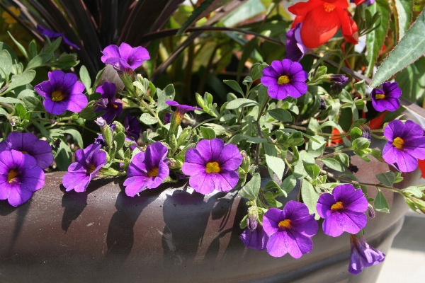 花 植物 紫 花弁 写真