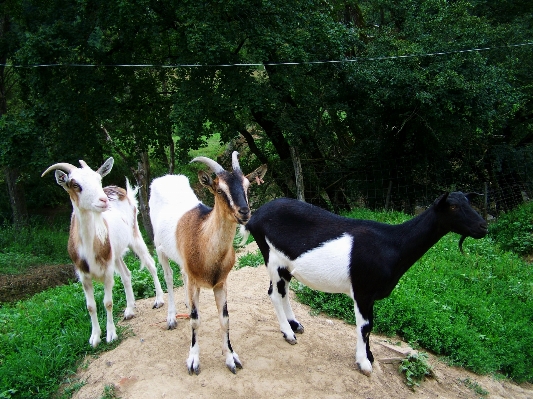 Foto Padang rumput
 kambing kawanan merumput
