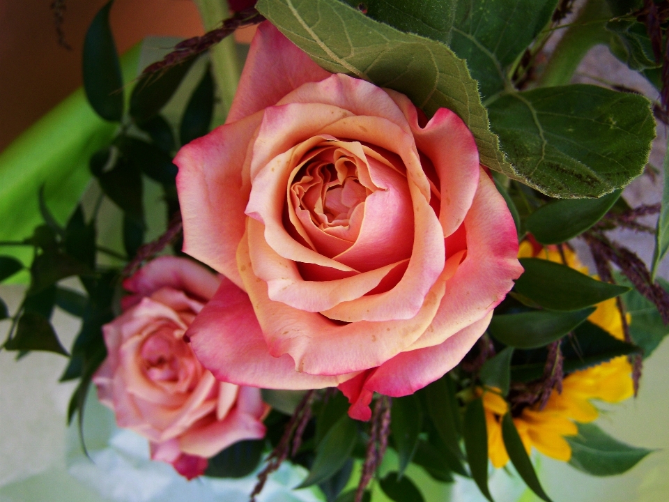 Planta flor pétalo rosa