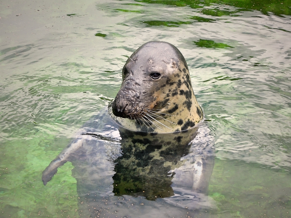 Wasser natur tier tierwelt