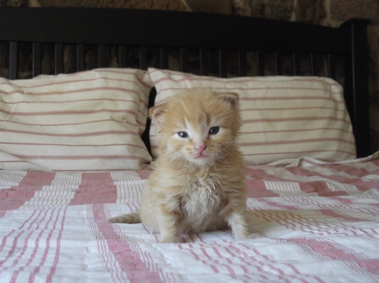 Foto Bonitinho bicho de estimação gatinho gato