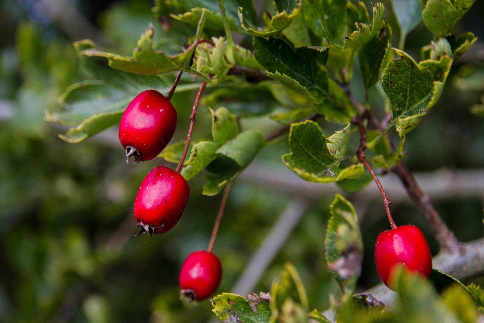 Zweig anlage frucht beere