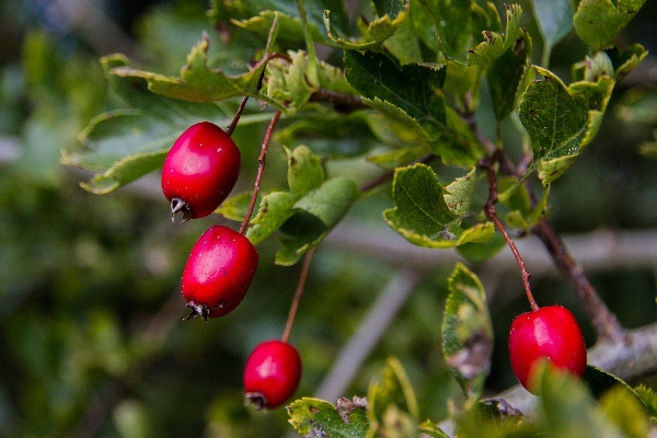 Branch plant fruit berry Photo