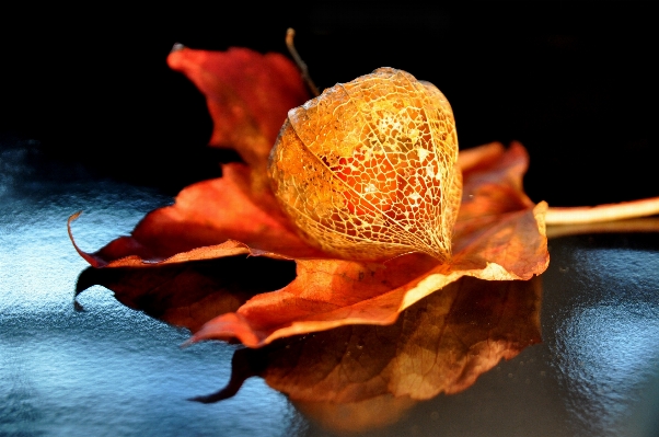 Nature plant photography leaf Photo