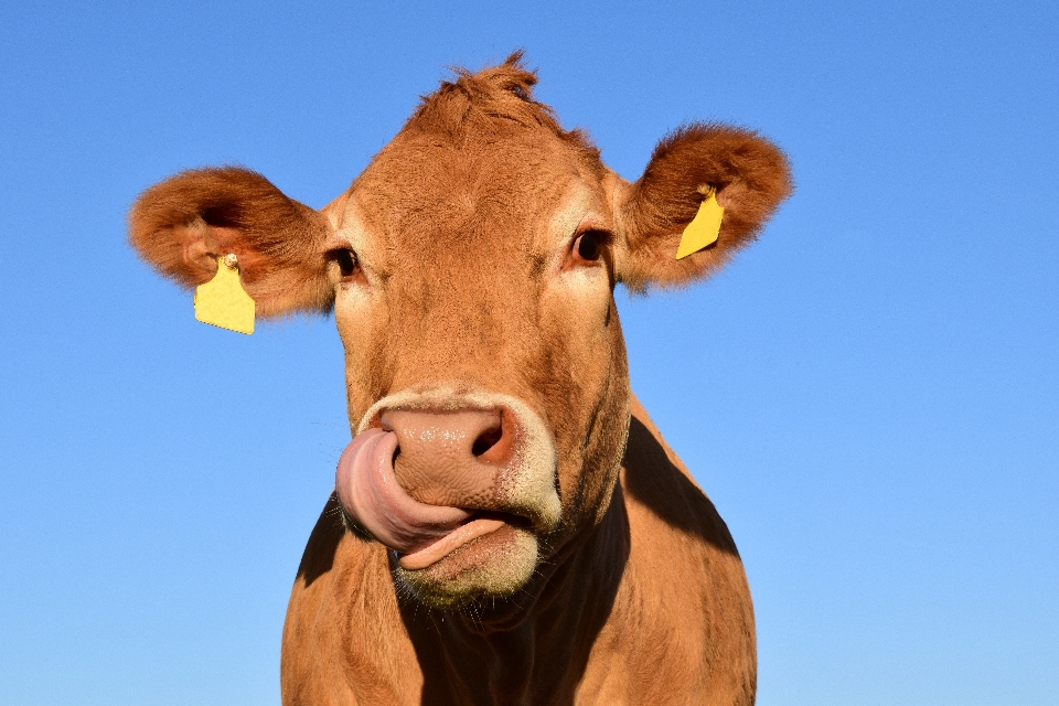 Nature sky animal cow