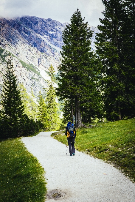 Paesaggio albero natura foresta