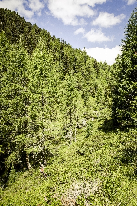 Paesaggio albero natura foresta