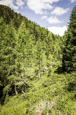 Landscape tree nature forest Photo