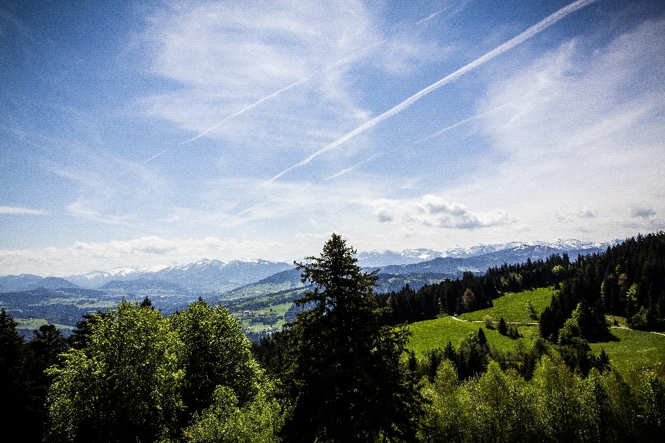 Landscape tree nature forest