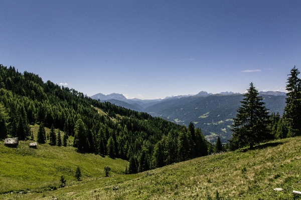 Landscape tree nature forest Photo