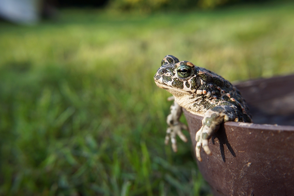 Natur gras tier tierwelt