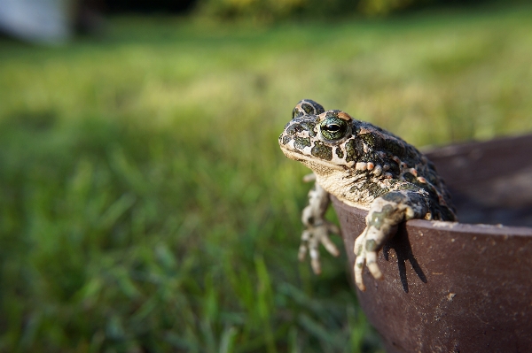 Nature grass animal wildlife Photo