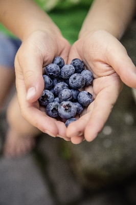 Foto Plantar fotografia fruta baga