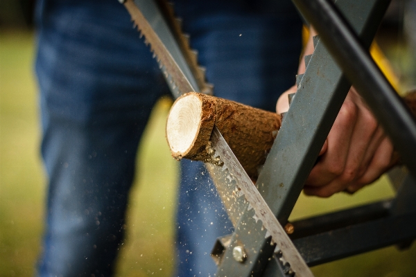 Hand tree branch wood Photo