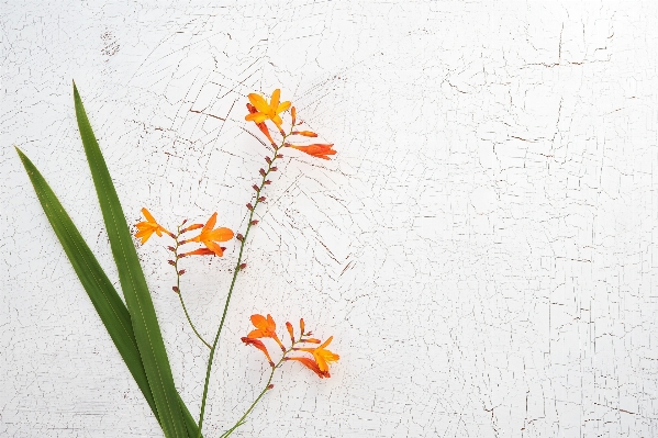 Branch blossom plant texture Photo