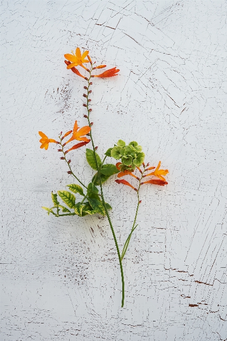 ブランチ 花 植物 テクスチャー