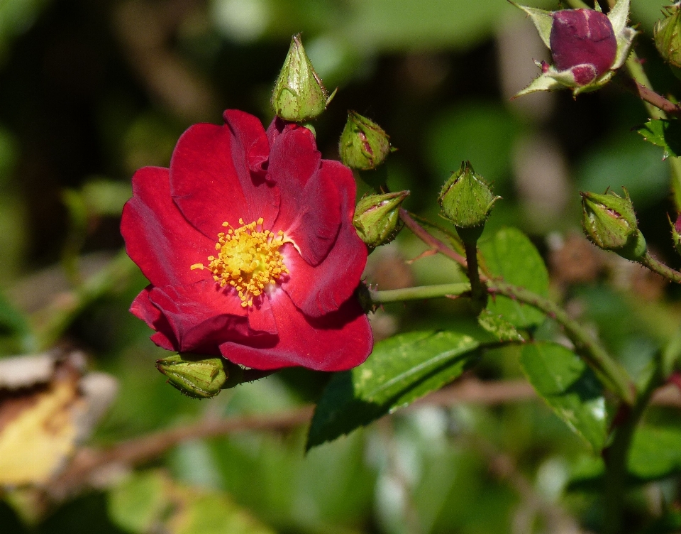 Naturaleza florecer planta flor