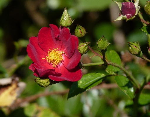 自然 花 植物 花弁 写真