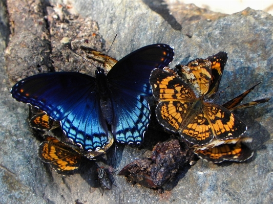 Nature wing social wildlife Photo