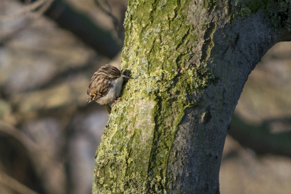 Tree nature outdoor branch Photo