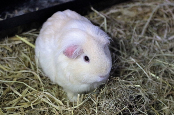 White animal cute pet Photo