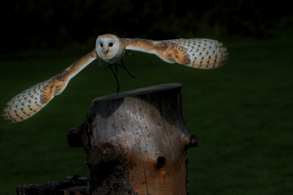 鳥 白 夜 納屋 写真