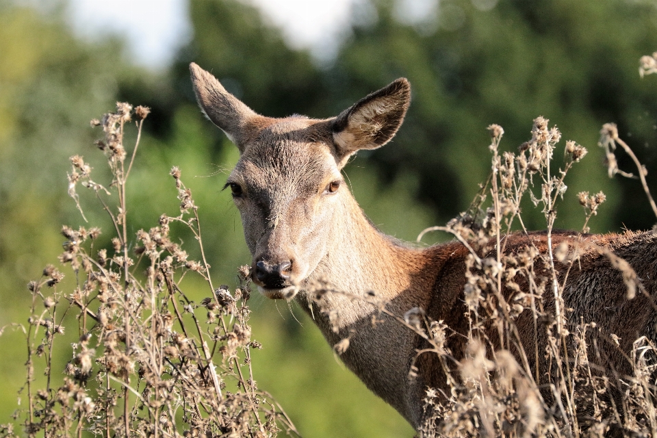 Paesaggio natura all'aperto selvaggia
