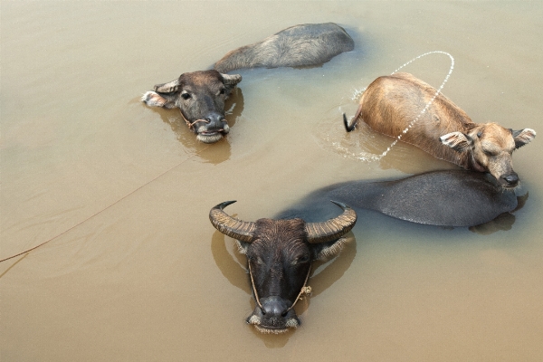 Foto Acqua animali selvatici nuotare corno