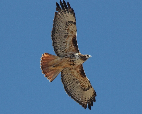 Natur vogel flügel fliegend Foto