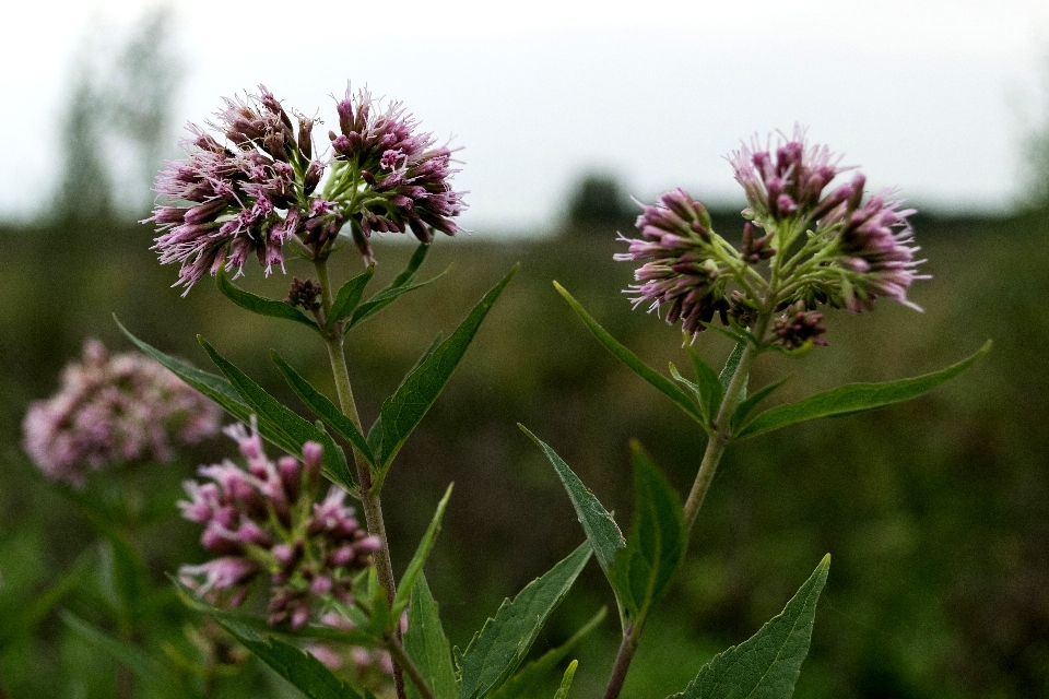 Natura erba all'aperto fiore