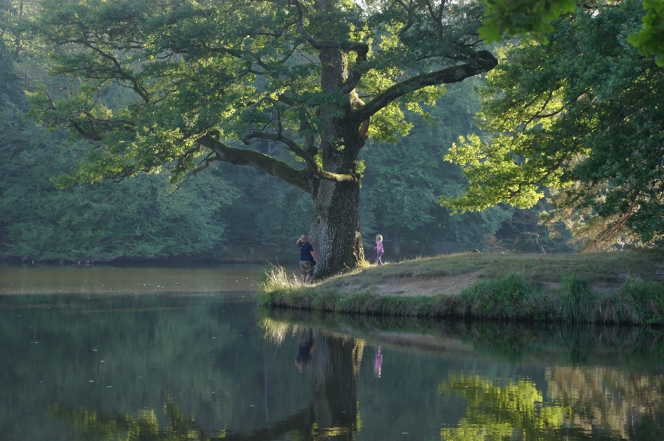 Albero acqua natura foresta